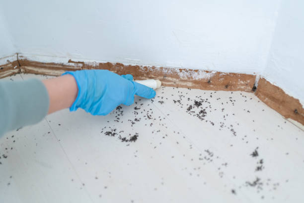 Best Pest Exclusion Services  in Buena Park, CA